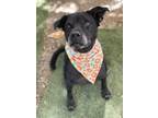 Adopt Baby a Black Labrador Retriever / Mixed dog in Ventura, CA (39341989)