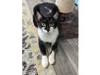 Adopt Zeus a White (Mostly) Domestic Shorthair cat in St.
