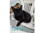 Adopt Tiana a All Black Domestic Shorthair / Mixed (short coat) cat in Gonic