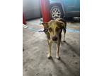 Adopt Marta a Tan/Yellow/Fawn - with White Beagle / Mixed dog in Tampa