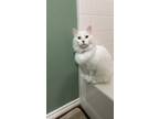 Adopt Alice a White (Mostly) Turkish Van / Mixed (long coat) cat in La Grange