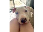 Adopt Bella a White Staffordshire Bull Terrier / Mixed dog in Austin