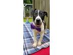 Adopt Porter a Labrador Retriever / Terrier (Unknown Type