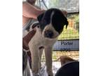 Adopt Porter a Labrador Retriever / Terrier (Unknown Type