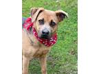 Adopt Gus a German Shepherd Dog / Mixed dog in Darlington, SC (41307809)