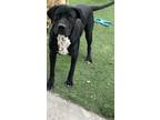 Adopt Black Panther a Black - with White Dalmatian / Cane Corso / Mixed dog in