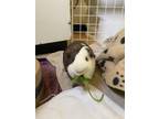 Adopt Lucy a Guinea Pig small animal in Burnaby, BC (41309845)