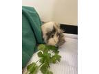 Adopt Dixi a Guinea Pig small animal in Burnaby, BC (41309844)