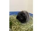 Adopt Merlin a Guinea Pig small animal in Burnaby, BC (41309842)