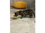 Adopt Luna a Brown Tabby Bengal / Mixed (short coat) cat in New Orleans