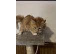 Adopt Astrid a Orange or Red Domestic Longhair / Mixed Breed (Medium) / Mixed