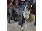 Adopt Keeley Jones a Black Australian Cattle Dog / Mixed dog in LaHarpe