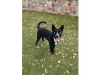 Adopt Leprechaun Larry a Black Shepherd (Unknown Type) / Mixed dog in