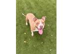 Adopt Coco Chanel a Red/Golden/Orange/Chestnut American Pit Bull Terrier / Mixed