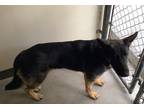 Adopt Hanz* a German Shepherd Dog / Mixed dog in Pomona, CA (41259787)