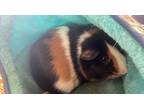 Adopt Codsworth TCR25/26 4-23-24 a Orange Guinea Pig / Mixed (short coat) rabbit