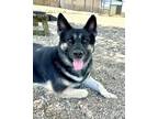 Adopt Keiko a Black Mixed Breed (Large) / Mixed dog in DeKalb, IL (34101560)