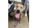 Adopt Annie a Brown/Chocolate American Pit Bull Terrier / Mixed dog in