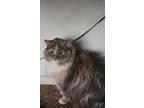 Adopt Bernadette a Gray or Blue Domestic Longhair / Mixed (long coat) cat in