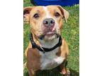 Adopt Ariel a American Staffordshire Terrier / Mixed dog in Tulare