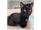 Adopt Wednesday a Black (Mostly) American Shorthair / Mixed (short coat) cat in