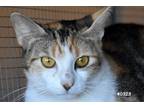 Adopt Ms. Mary a Calico or Dilute Calico Domestic Shorthair (short coat) cat in