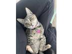 Adopt Belle a Brown Tabby Tabby / Mixed (short coat) cat in Hockley