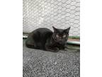 Adopt Hissy a All Black Domestic Mediumhair / Mixed (short coat) cat in Lake