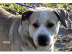 Adopt Gaston a White - with Brown or Chocolate Mixed Breed (Large) / Mixed dog
