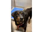 Adopt Fendi a Black Rottweiler / Mixed dog in Fort Worth, TX (41256413)