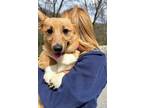 Adopt Reese a Tan/Yellow/Fawn - with White Corgi / Mixed dog in Bedford Hills