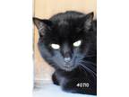 Adopt Mr.Shadow a All Black Domestic Shorthair (short coat) cat in Okeechobee