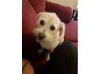 Adopt Billy a Tan/Yellow/Fawn Terrier (Unknown Type, Medium) / Mixed dog in