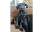 Adopt Peter a Black Labrador Retriever / Mixed dog in Sagaponack, NY (41229026)