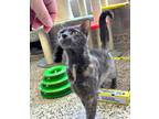 Adopt C24-38 Sweet Pea a Domestic Shorthair / Mixed (short coat) cat in