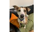 Adopt Sweetie a Mixed Breed (Medium) / Mixed dog in Seattle, WA (36815791)