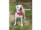 Adopt Rooster a American Pit Bull Terrier / Mixed Breed (Medium) / Mixed dog in