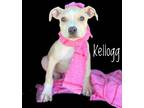 Adopt Kellogg a Labrador Retriever / Mixed Breed (Medium) / Mixed dog in