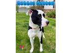 Adopt Robbie Rotten a White Mixed Breed (Medium) / Mixed dog in Grand Island
