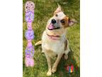 Adopt Raleigh a White Australian Cattle Dog / Mixed dog in Grand Island