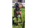 Adopt Rustle a Brown/Chocolate Black Mouth Cur / Boxer / Mixed (short coat) dog