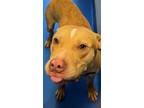 Adopt Beck a Tan/Yellow/Fawn American Pit Bull Terrier / Mixed Breed (Medium) /