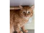 Adopt Louie a Domestic Shorthair / Mixed (short coat) cat in Walden