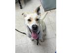 Adopt Luffy - Adoptable a German Shepherd Dog / Labrador Retriever / Mixed dog