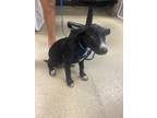 Adopt Tulip a Black Labrador Retriever / Mixed dog in Fort Worth, TX (39318370)