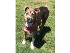 Adopt Olivia a Gray/Blue/Silver/Salt & Pepper American Pit Bull Terrier / Mixed