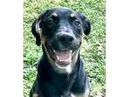 Adopt Baloo *VIP* a Black Hound (Unknown Type) / Rottweiler / Mixed (short coat)