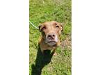 Adopt Phoebe a Red/Golden/Orange/Chestnut Mixed Breed (Medium) / Mixed dog in