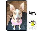 Adopt Amy a Tan/Yellow/Fawn Boxer / Mixed Breed (Medium) / Mixed (short coat)