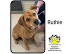 Adopt Ruthie a Tan/Yellow/Fawn Mixed Breed (Medium) / Mixed Breed (Medium) /